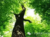 【博皓感悟】欲為大樹，莫與草爭